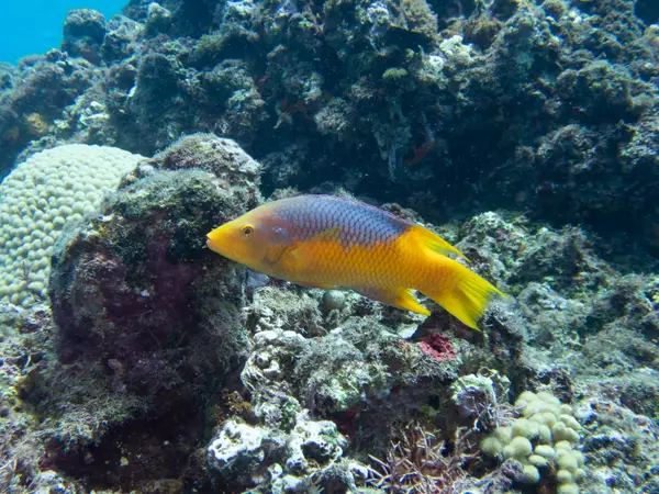 Sosua, Dominican Republic