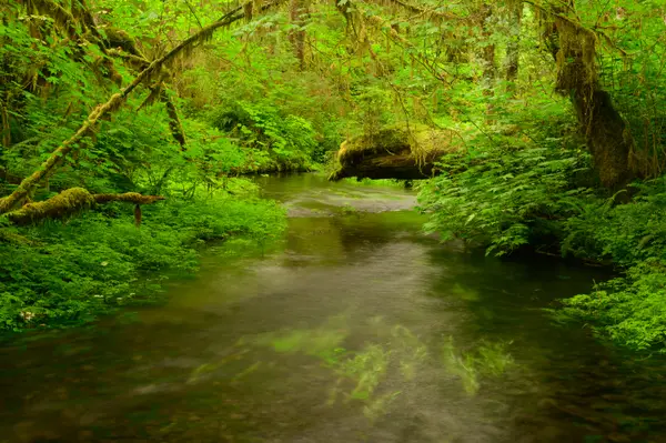 Hoh Rainforest, WA, USA