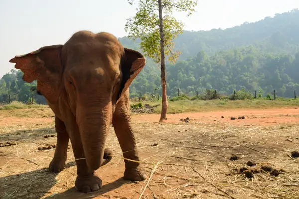 Chiang Mai, Thailand