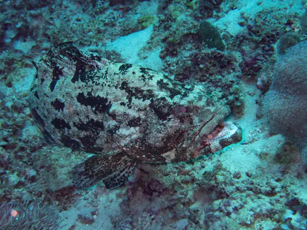 Great Barrier Reef, Australia
