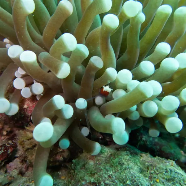 Moalboal, Philippines