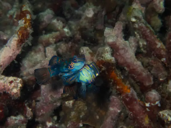Moalboal, Philippines