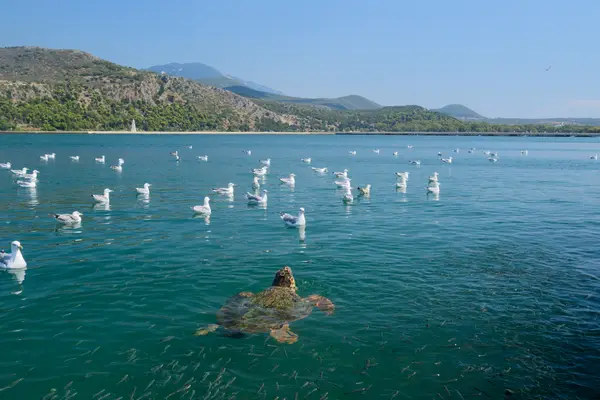 Argostoli, Greece
