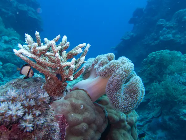 Great Barrier Reef, Australia