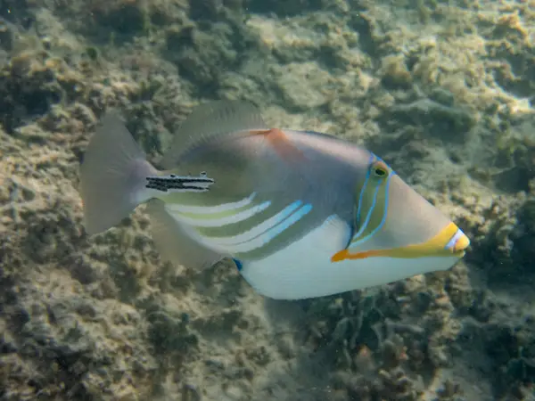 Amami Oshima, Japan