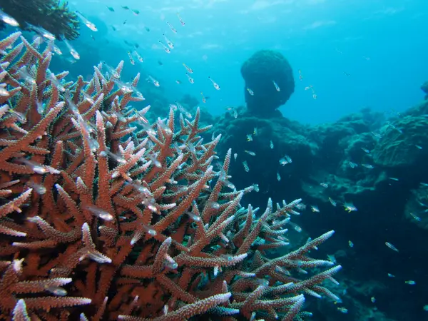 Great Barrier Reef, Australia