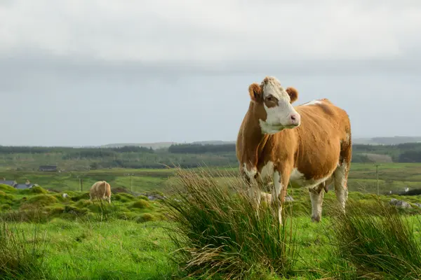Galway, Ireland