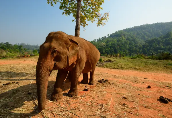 Chiang Mai, Thailand