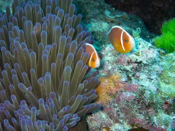 Great Barrier Reef, Australia