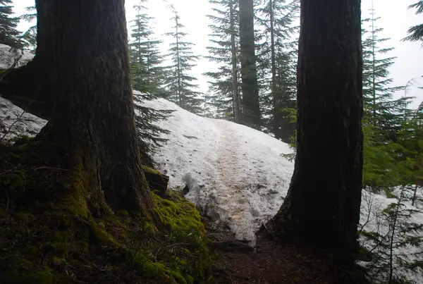 Mt Ellinor, WA, USA