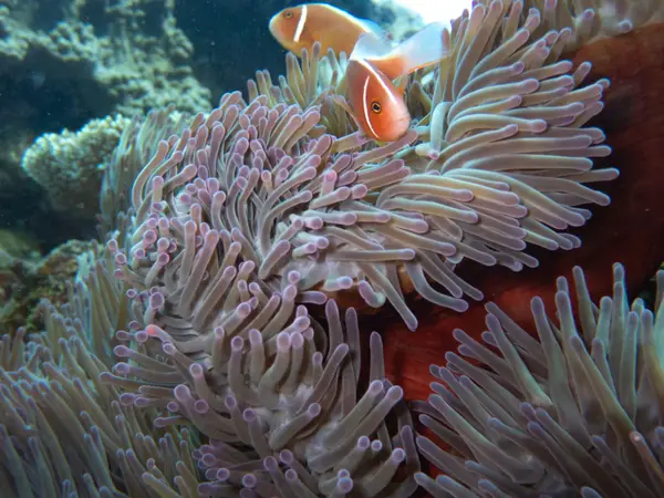 Great Barrier Reef, Australia