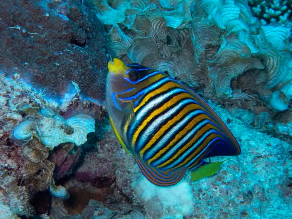 Great Barrier Reef, Australia