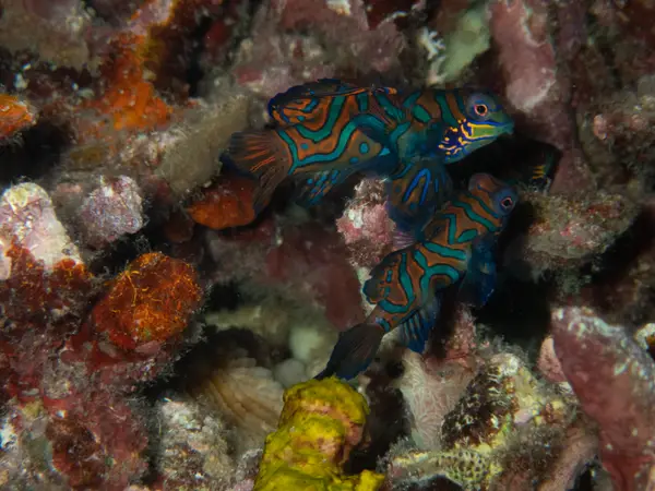 Moalboal, Philippines