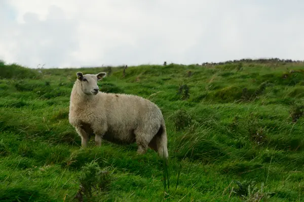 Galway, Ireland