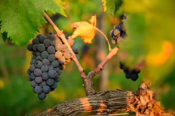 Chianti, Italy