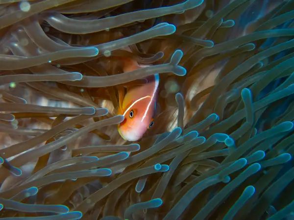 Great Barrier Reef, Australia