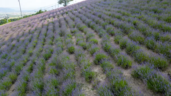 Furnano, Japan