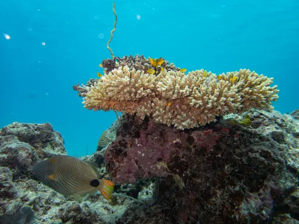 South Sea Island, Fiji