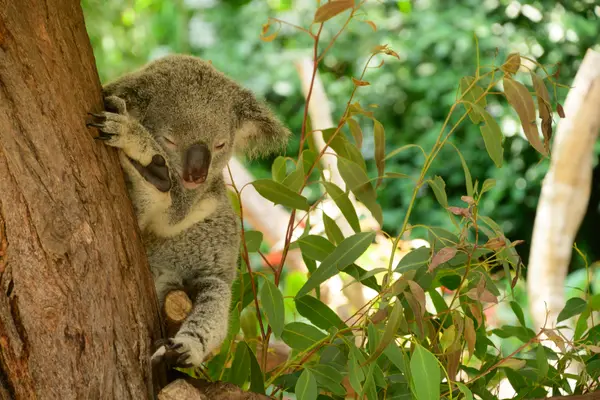 Kuranda, Australia