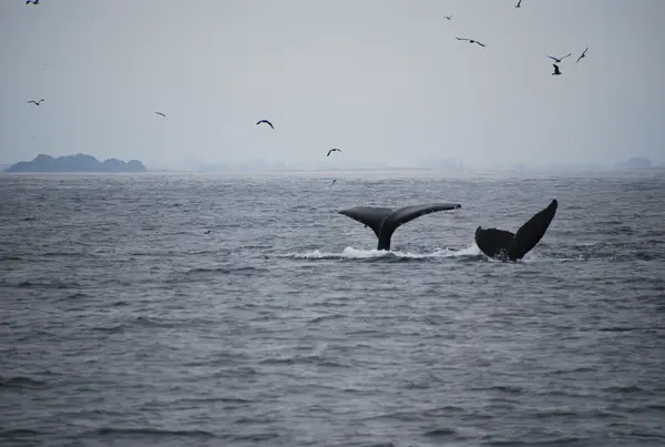 Monterey, CA, USA