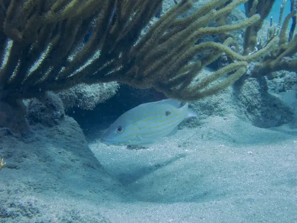 Sosua, Dominican Republic
