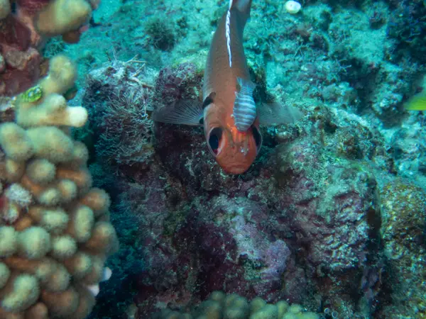 Sosua, Dominican Republic