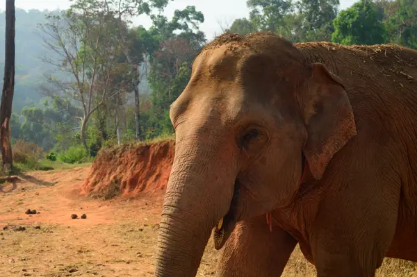 Chiang Mai, Thailand