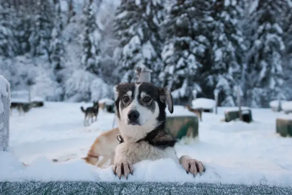 Alaska