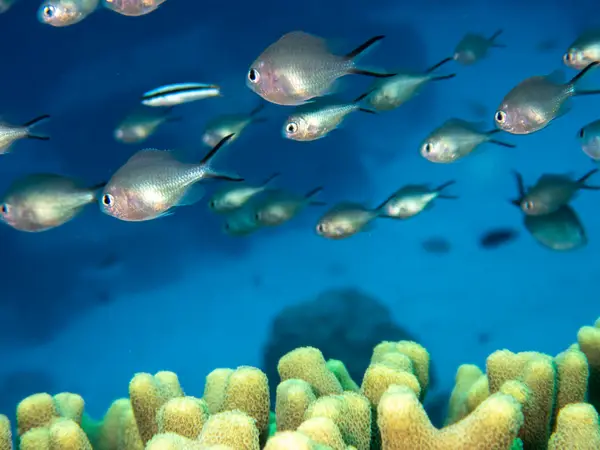 Great Barrier Reef, Australia