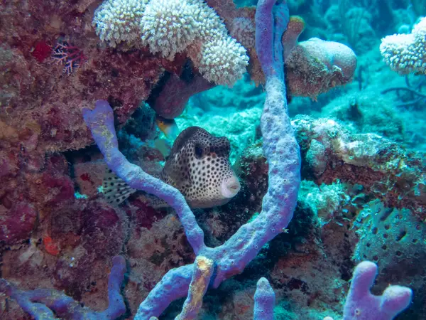 Sosua, Dominican Republic