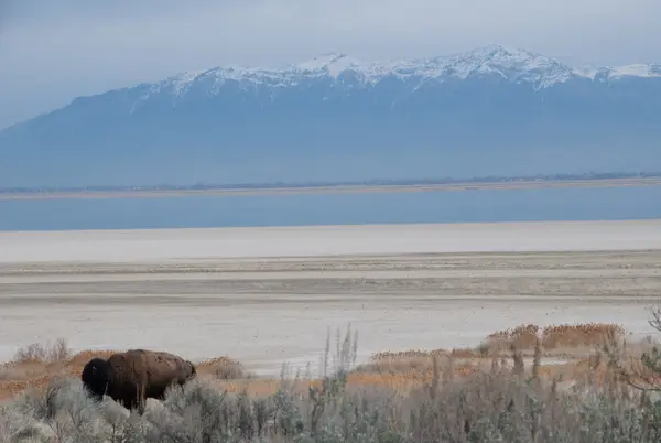 Antelope Island,  UT, USA
