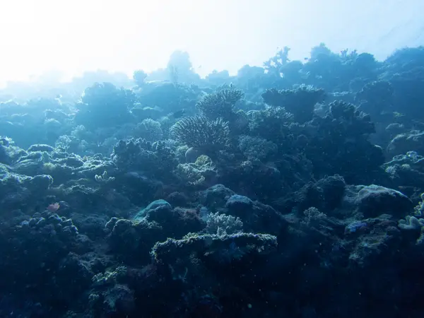 Great Barrier Reef, Australia