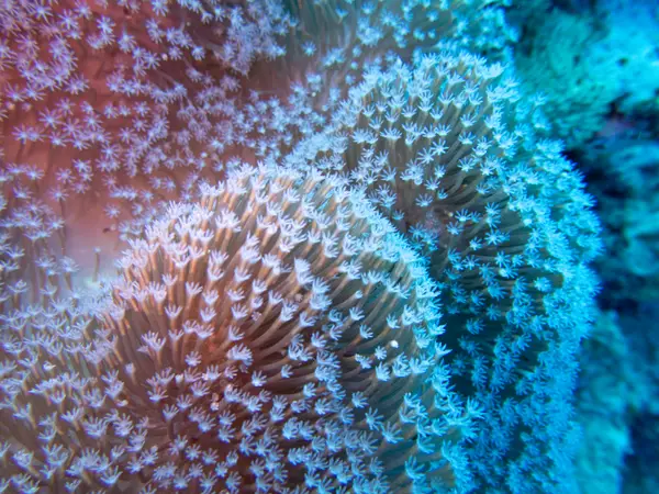 Great Barrier Reef, Australia