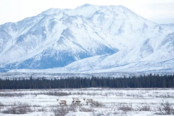 Delta Junction, AK, USA