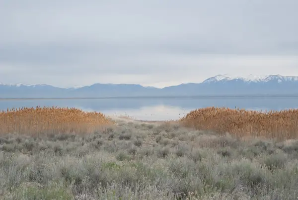 Antelope Island,  UT, USA