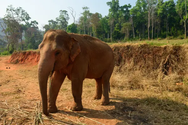 Chiang Mai, Thailand