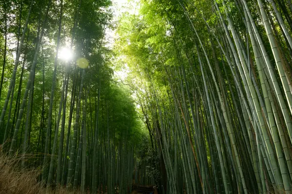 Kyoto, Japan