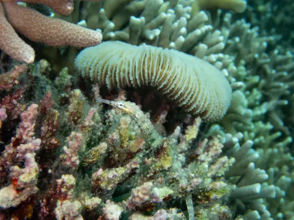 Moalboal, Philippines